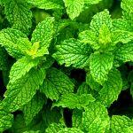 Huile capillaire · hc-ing-06-menthe