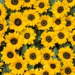 Huile capillaire · hc-ing-13-vitamine-e