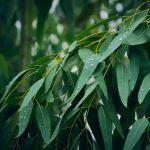 Huile capillaire · hc-ing-14-eucalyptus