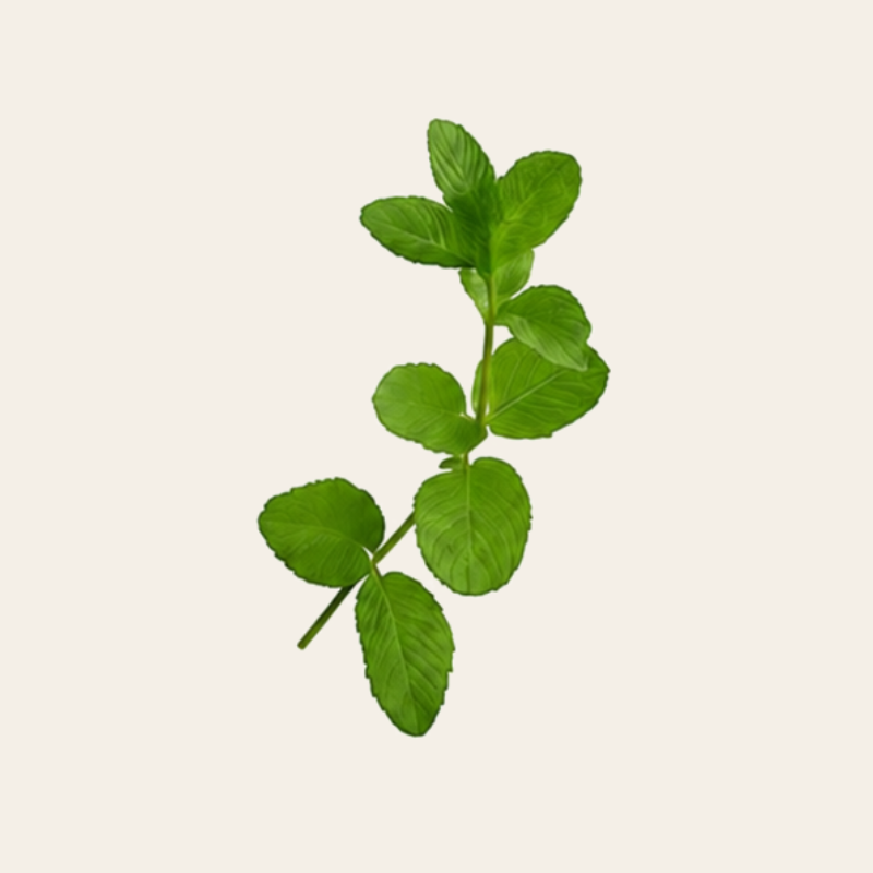 Menthe poivree ingredient naturel