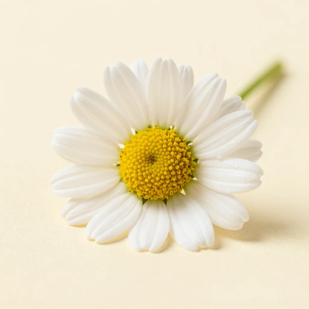 Camomille - ingrédient roll-on migraine