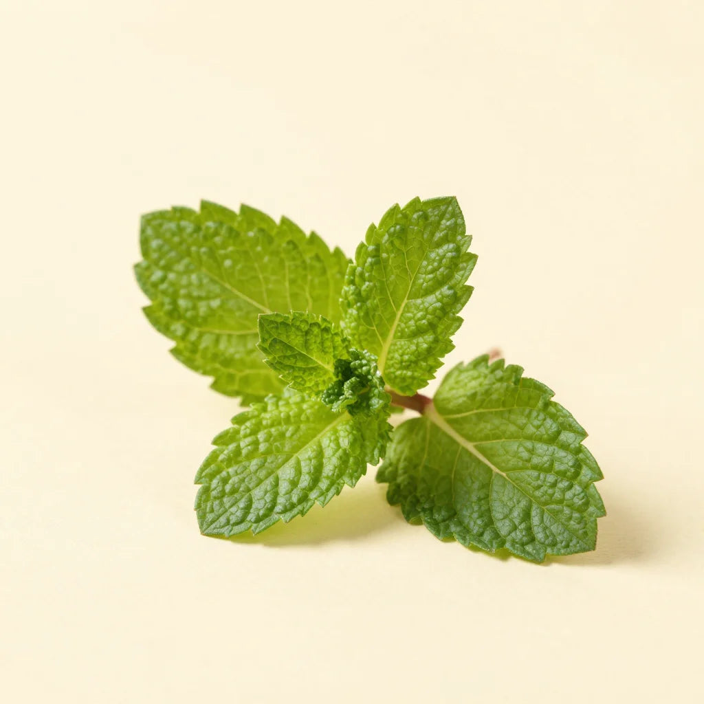 Menthe poivrée - ingrédient roll-on migraine